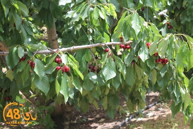 re7la a7ban (93).JPG